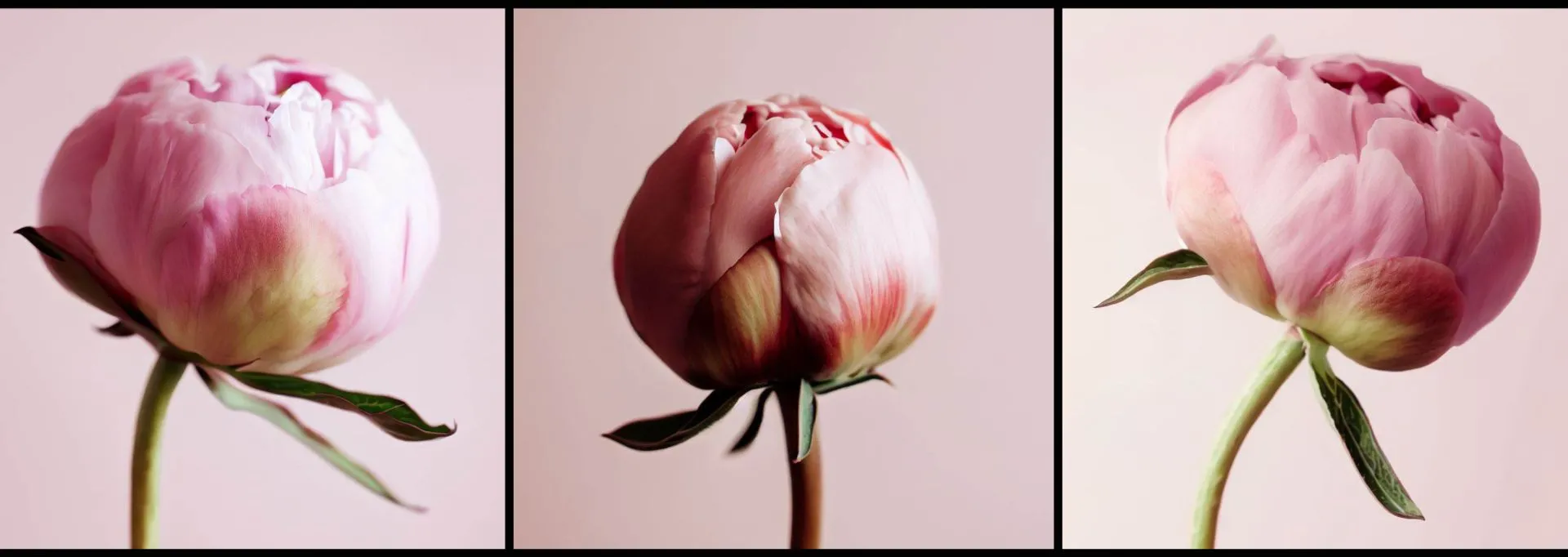 Фото №10: Bloom - интернет магазин флористики - Разработка логотипа и создание бренда в студии брендинга Rocketmen Agency